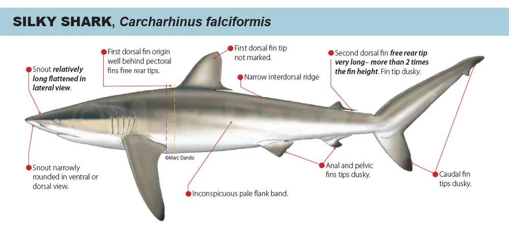 Silky Shark, İpeksi Köpekbalığı