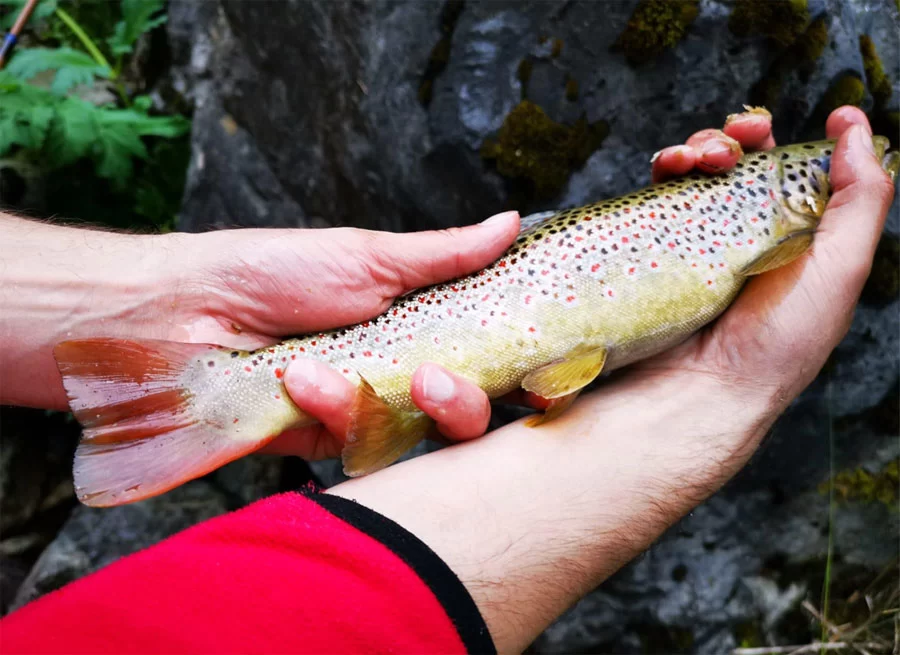 Coruh Trout Çoruh Alası Salmo Coruhensis
