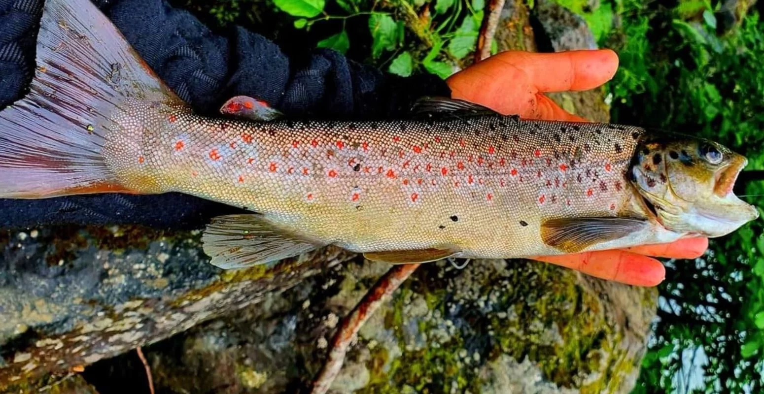 Coruh Trout Çoruh Alası Salmo Coruhensis
