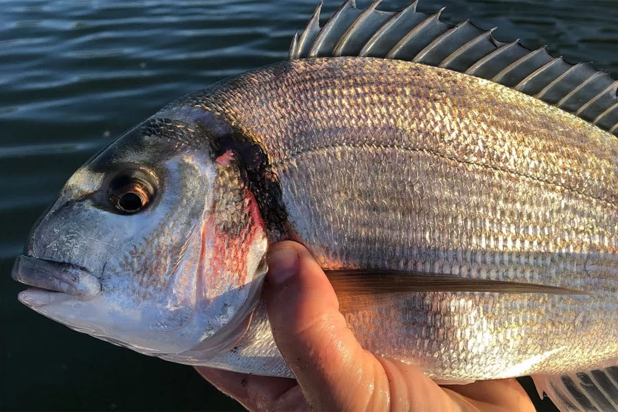 Gilt-head Sea Bream (Sparus aurata)