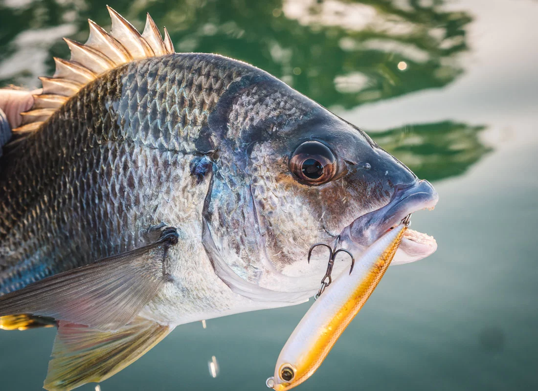 sea bream fishing in türkiye