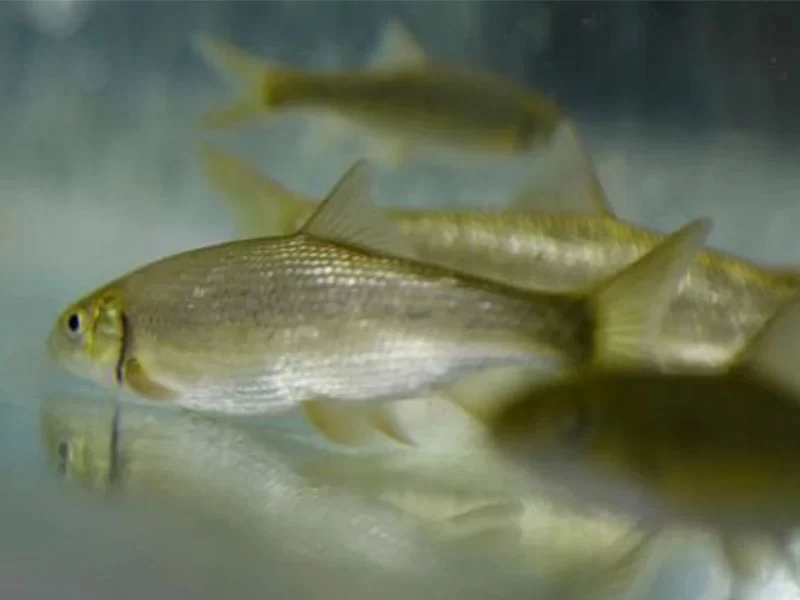 Antalya barb Pamphylian Scraper (Capoeta antalyensis)