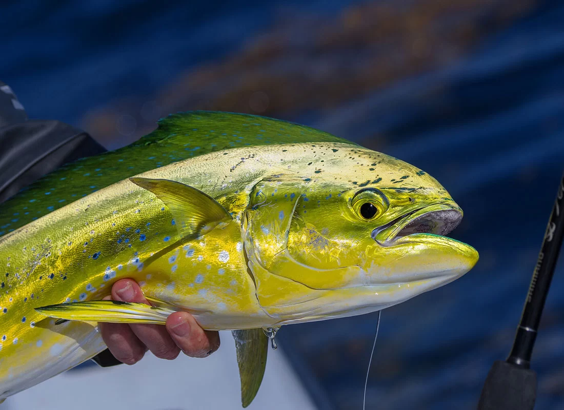 Saltwater Game Fishing in Türkiye