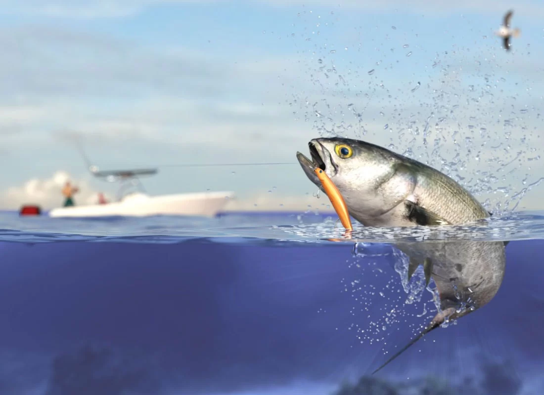 The Bluefish Chronicles: A Master Predator with a Prey's Survival Instinct 2 Bluefish Chronicles