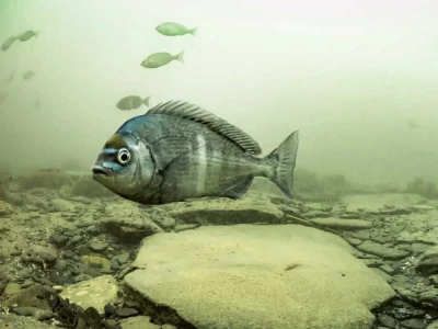 Black Seabream, Iskatari, Spondyliosoma cantharus