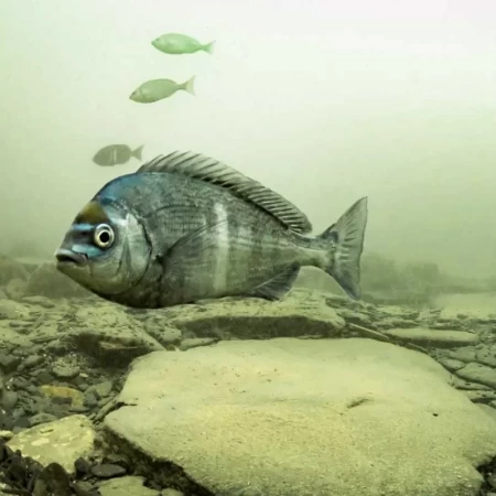 Black Seabream, Iskatari, Spondyliosoma cantharus
