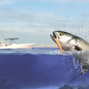 Bluefish Chronicles