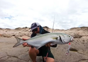 Bluefish in Türkiye