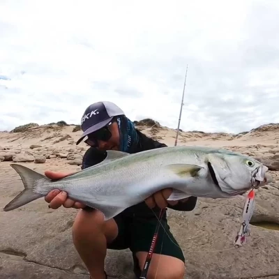 Bluefish in Türkiye