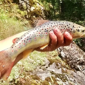 Coruh Trout Çoruh Alası Salmo Coruhensis