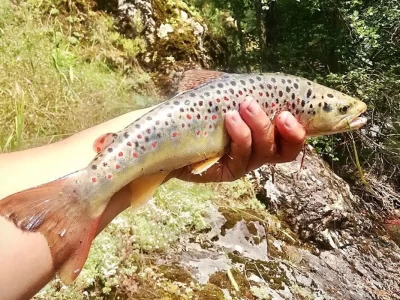 Coruh Trout Çoruh Alası Salmo Coruhensis