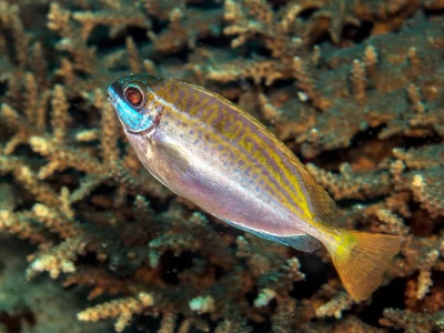 Dusky Spinefoot, Squaretail Rabbitfish, Siganus luridus