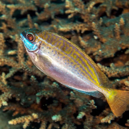 Dusky Spinefoot, Squaretail Rabbitfish, Siganus luridus