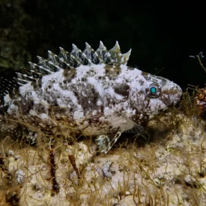 Marbled Spinefoot, Rivulated Rabbitfish, Siganus rivulatus