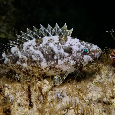 Marbled Spinefoot, Rivulated Rabbitfish, Siganus rivulatus