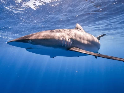 silky shark, ipeksi köpekbalığı (Carcharhinus falciformis)