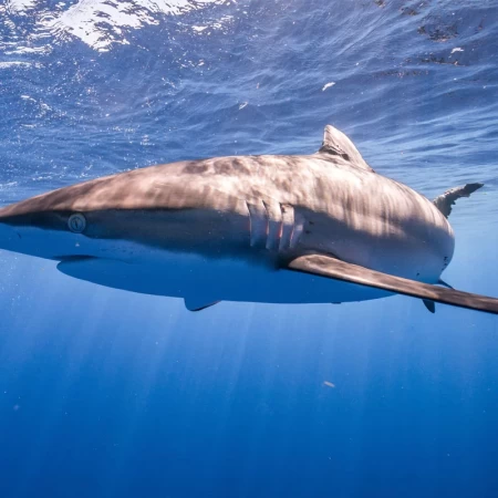 silky shark, ipeksi köpekbalığı (Carcharhinus falciformis)