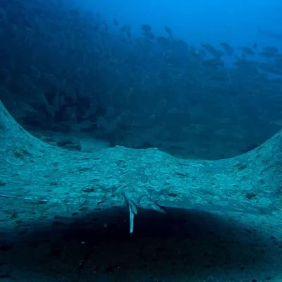 Spiny Butterfly Ray, Kazıkkuyruk, Gymnura altavela