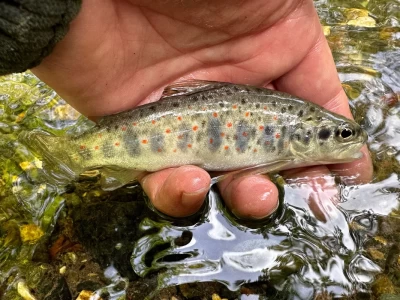 Alakır Trout Alakır Alası Salmo kottelati
