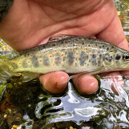 Alakır Trout Alakır Alası Salmo kottelati
