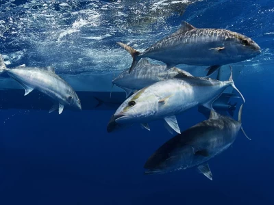 big game fishing in Türkiye