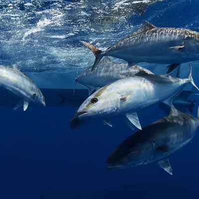 big game fishing in Türkiye