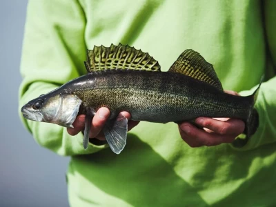 how to catch and release a fish
