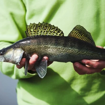 how to catch and release a fish