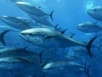 deep sea fishing in turkey