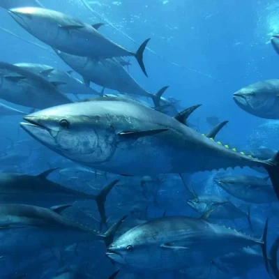 deep sea fishing in turkey