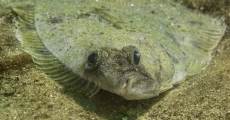 flatfish species in Türkiye