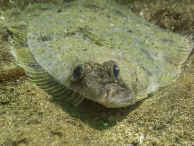 flatfish species in Türkiye