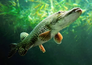 Freshwater Game Fishing in Türkiye