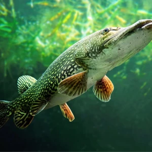Freshwater Game Fishing in Türkiye
