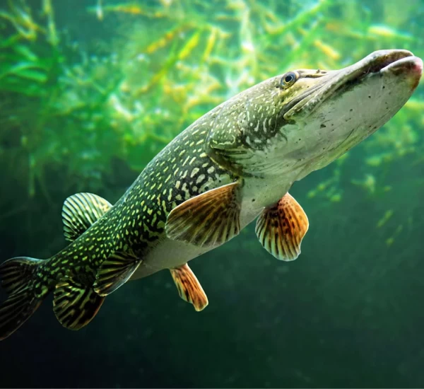Freshwater Game Fishing in Türkiye