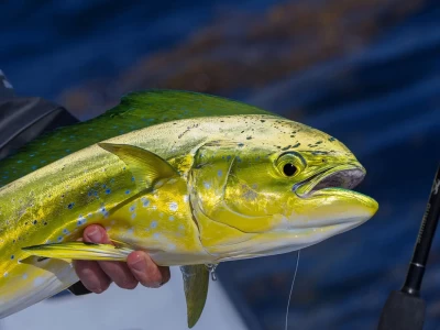 Saltwater Game Fishing in Türkiye