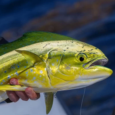 Saltwater Game Fishing in Türkiye