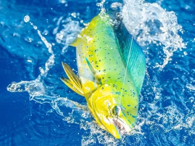 sustainable game fishing