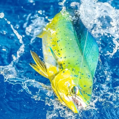 sustainable game fishing