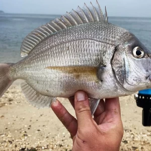 sea bream fishing in türkiye