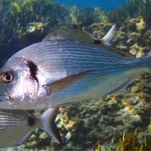 Gilt-head Sea Bream fishing in Turkey