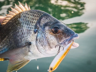 sea bream fishing in türkiye