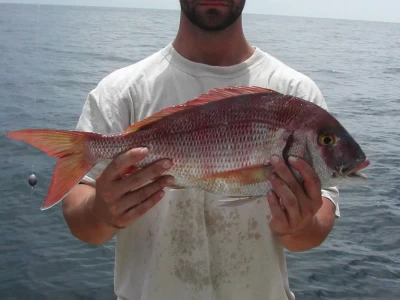 Sea Bream vs. Porgy