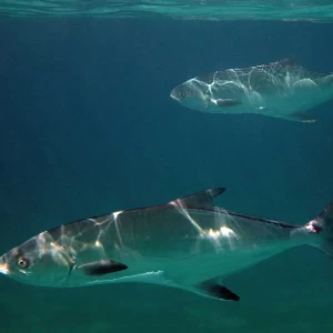 Leerfish Seasonal Ban