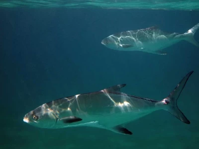 Leerfish Seasonal Ban