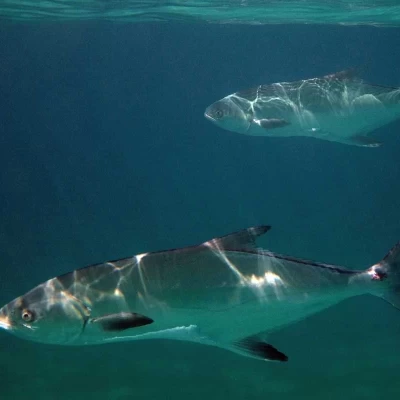 Leerfish Seasonal Ban