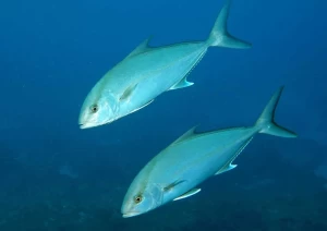 Greater Amberjack Seasonal Ban