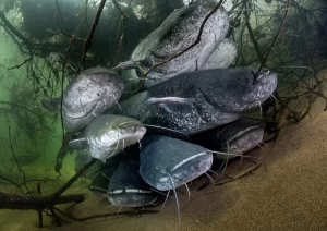 fishing seasonal bans in Türkiye