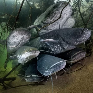 fishing seasonal bans in Türkiye