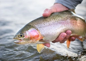 seasonal trout fishing ban in Türkiye